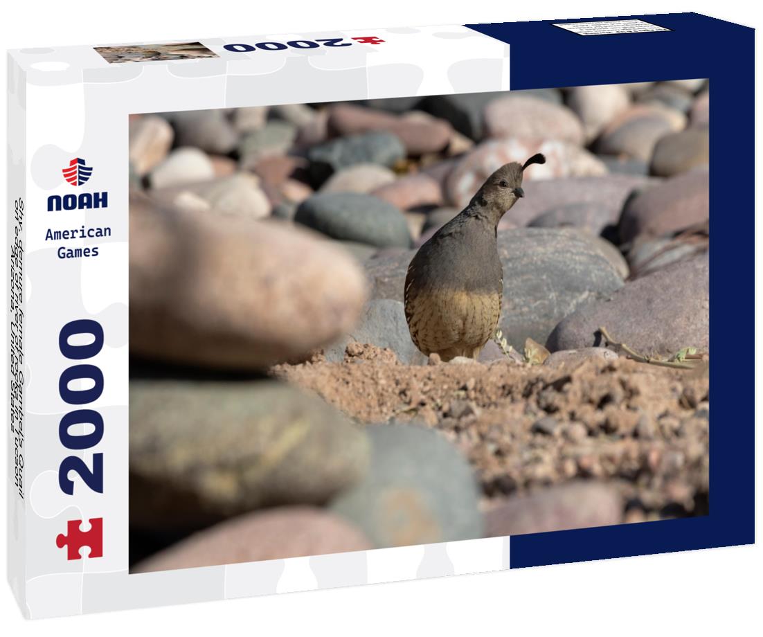 Noah Jigsaw Puzzle Shy, demure female Gambel's Quail on edge of river of rocks in Tucson, Arizona, United States 2000 pieces