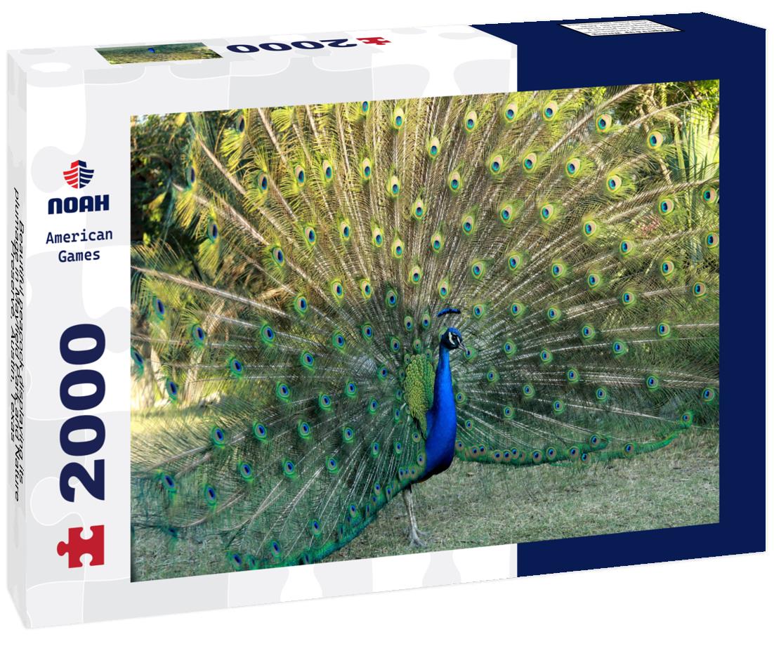 Noah Jigsaw Puzzle Beautiful peacock displaying its plumage in Mayfield Park and Nature Preserve, Austin, Texas 2000 pieces