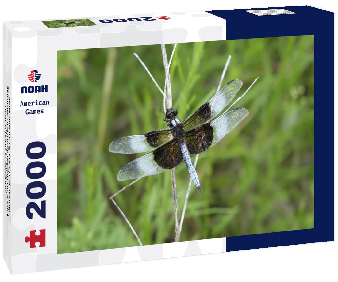 Noah Jigsaw Puzzle Selective focus shot of a Widow Skimmer dragonfly resting on a stick near a pond in Missouri 2000 pieces
