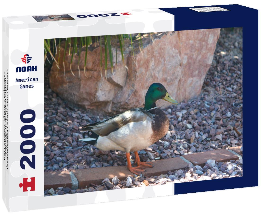 Noah Jigsaw Puzzle Mallard Duck (Anas Platyrhynchos) resting poolside in Glendale, Maricopa County, Arizona USA 2000 pieces