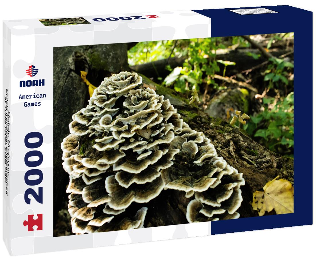 Noah Jigsaw Puzzle Maitake Mushroom - Grifola frondosa, photographed at Turtle River State Park, North Dakota 2000 pieces