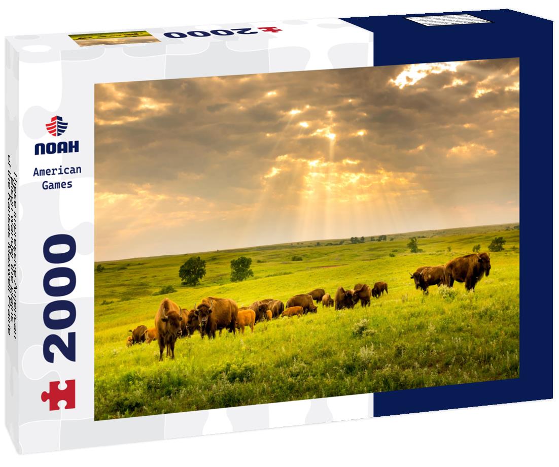 Noah Jigsaw Puzzle These impressive American Bison wander the plains of the Kansas Maxwell Prairie Preserve 2000 pieces
