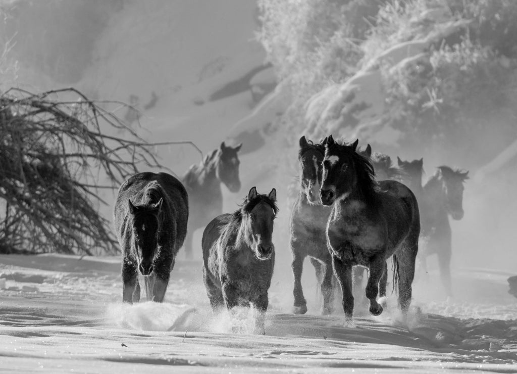 Horse running in the snow on a cold winter day with hoar frost on trees on ranch in wyoming in the american west majority of herd being quarter horses some mustangs in black white