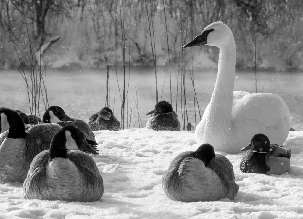 White swan sitting in the snow with ducks and geese at Fergus Falls, Minnesota in black white