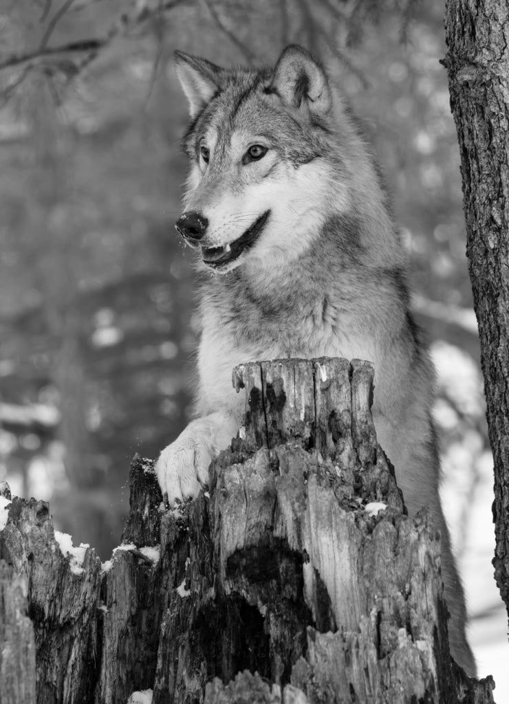 Tundra wolf in winter, Montana in black white