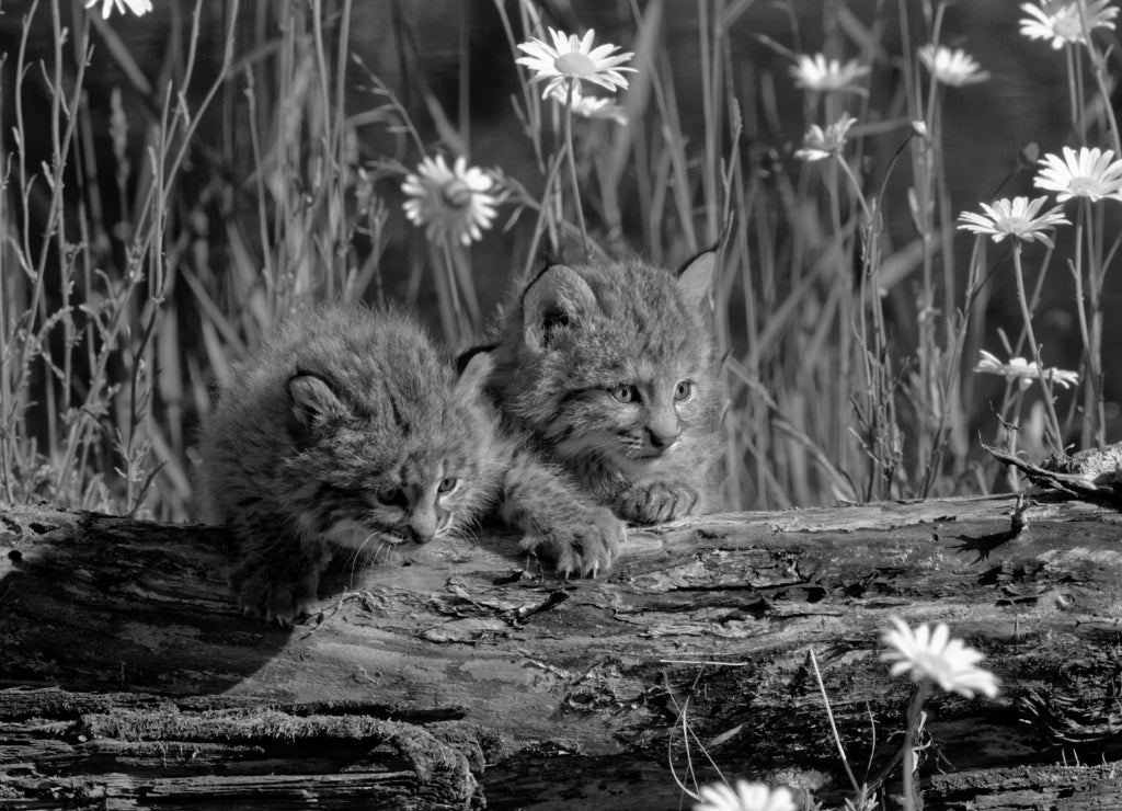USA, Montana. Baby bobcats close-up in black white