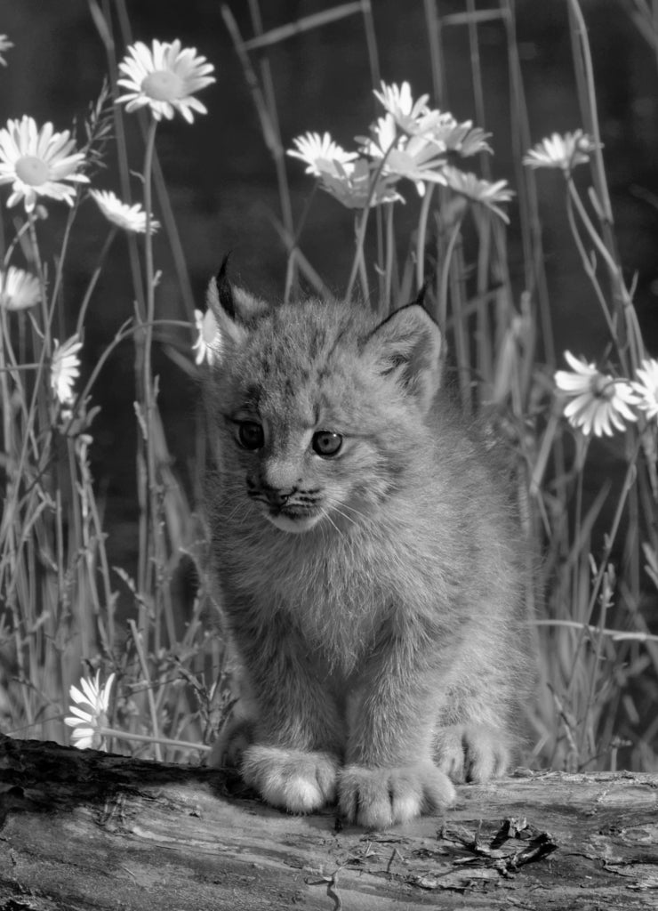 USA, Montana. Baby bobcat close-up in black white