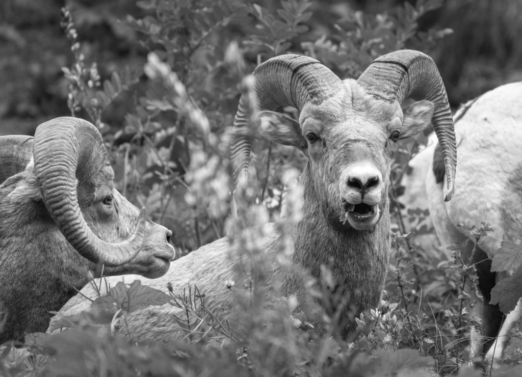 Multiple bighorn sheep in Glacier National Park, Montana, USA. Majestic Ovis canadensis in its natural habitat. Beautiful wild animals feeding on plants. Wildlife of American Rockies in black white