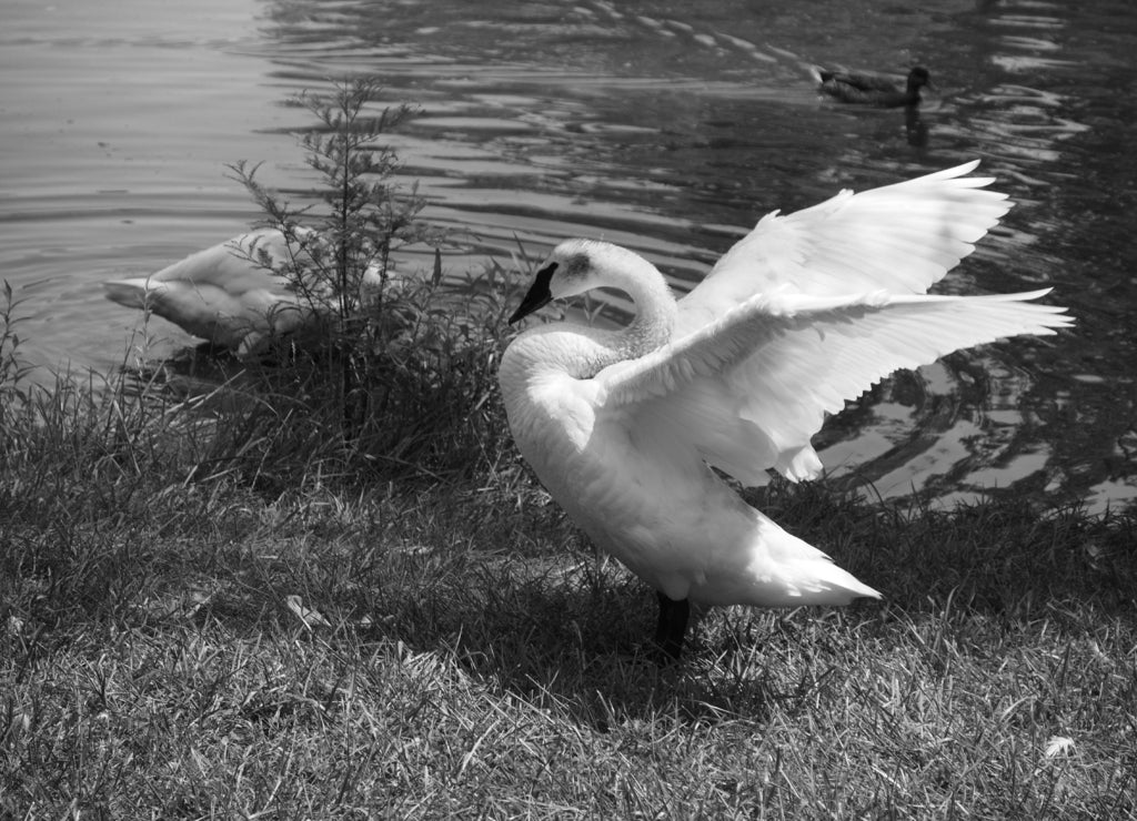 Swans at a lake in Topeka Zoo, Kansas, United States in black white