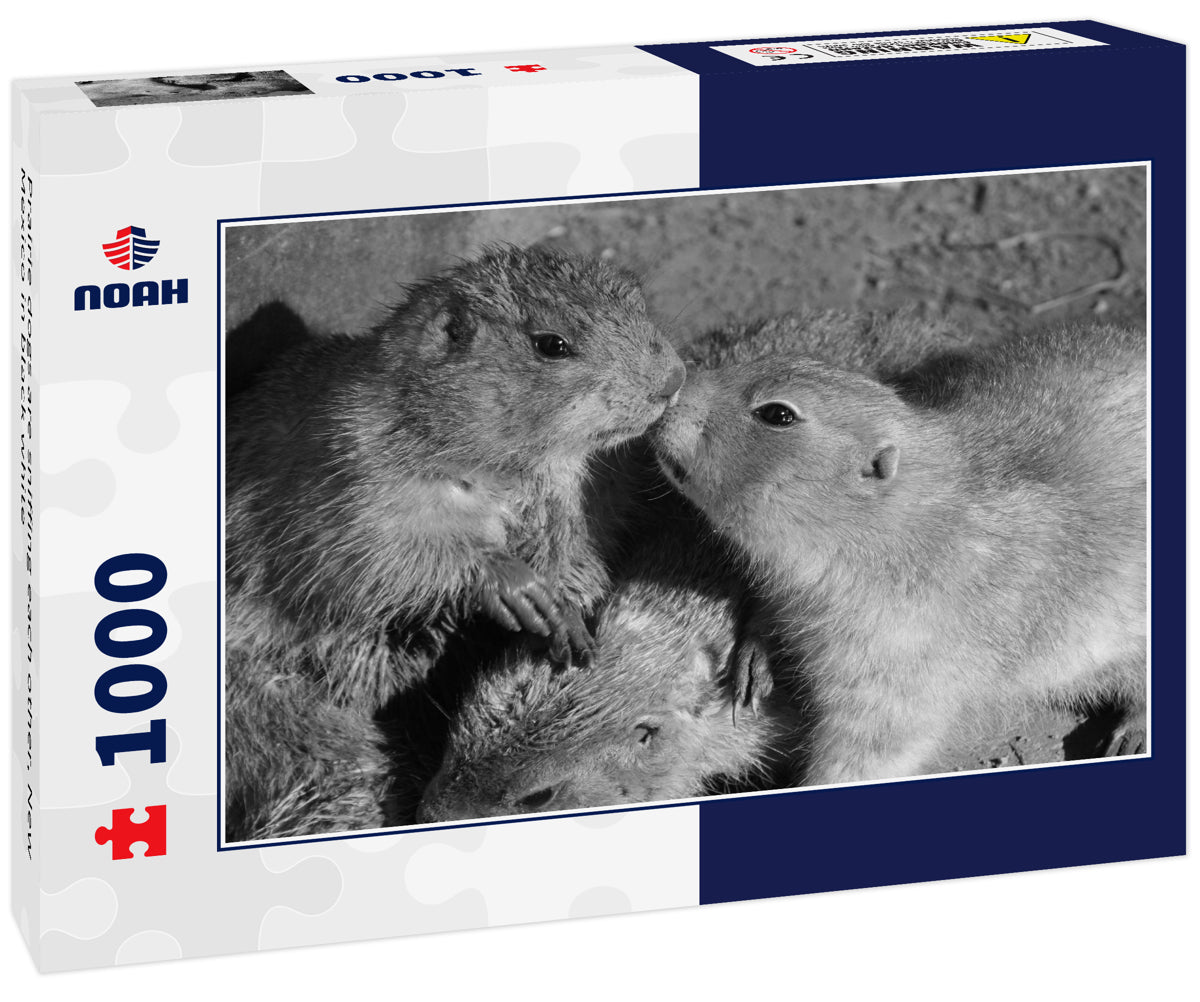 Prairie dogs are sniffing each other, New Mexico in black white