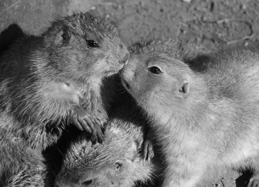 Prairie dogs are sniffing each other, New Mexico in black white