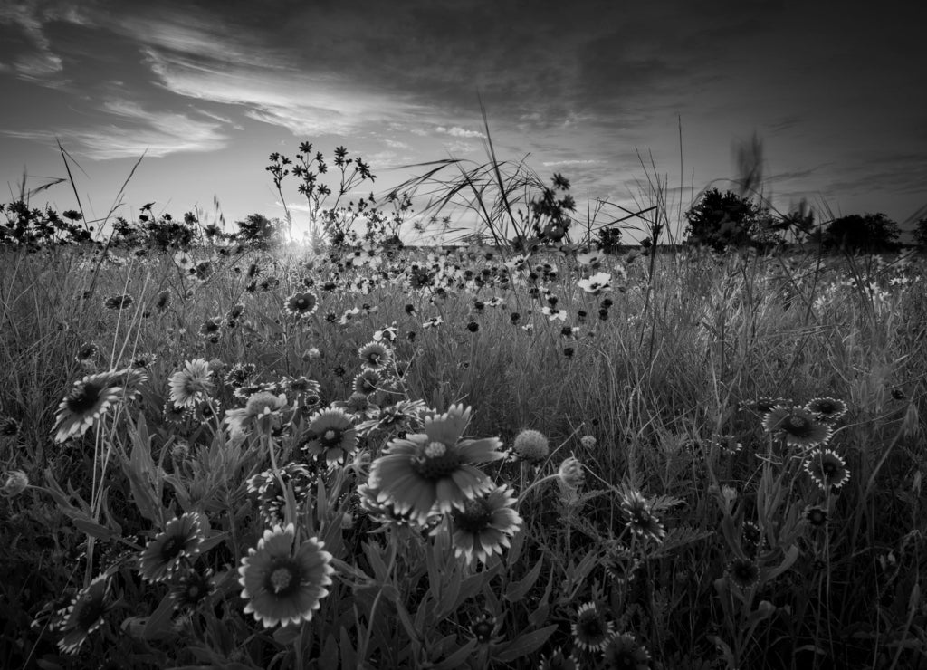 Texas Wildflowers at Sunrise in black white