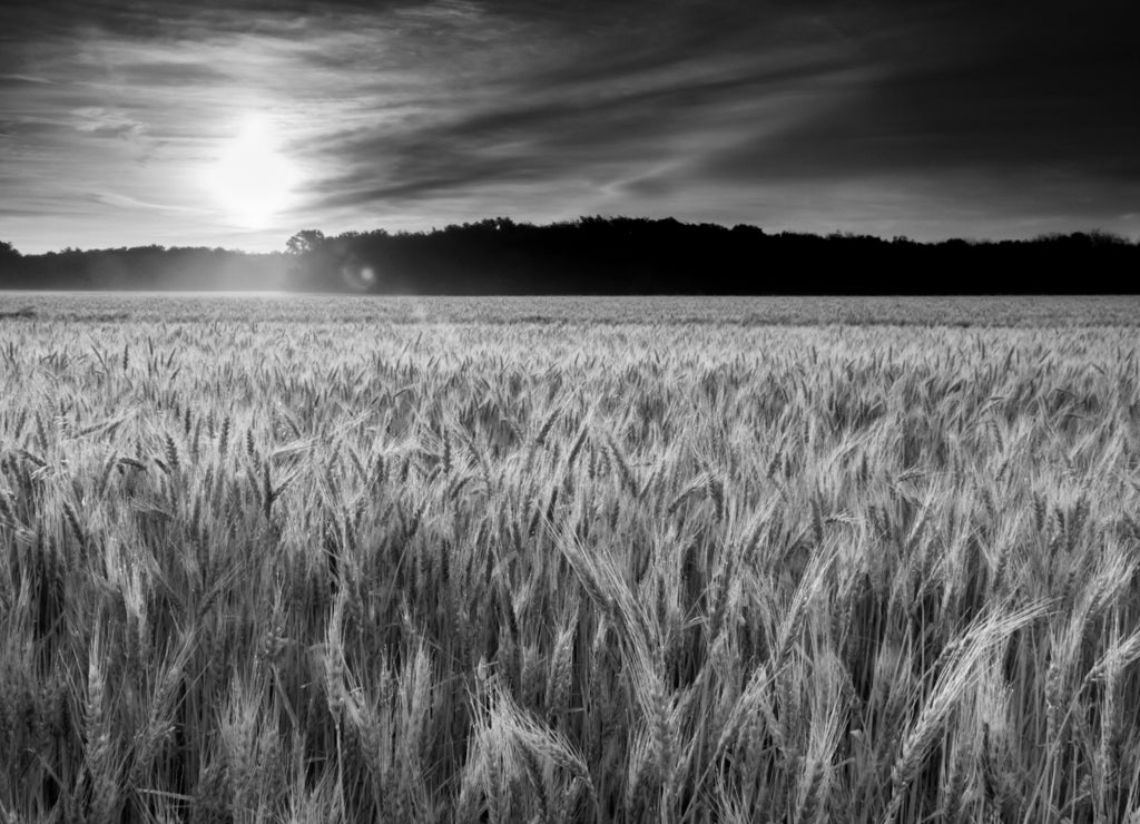 Misty Sunrise Over Golden Wheat Field in Central Kansas in black white