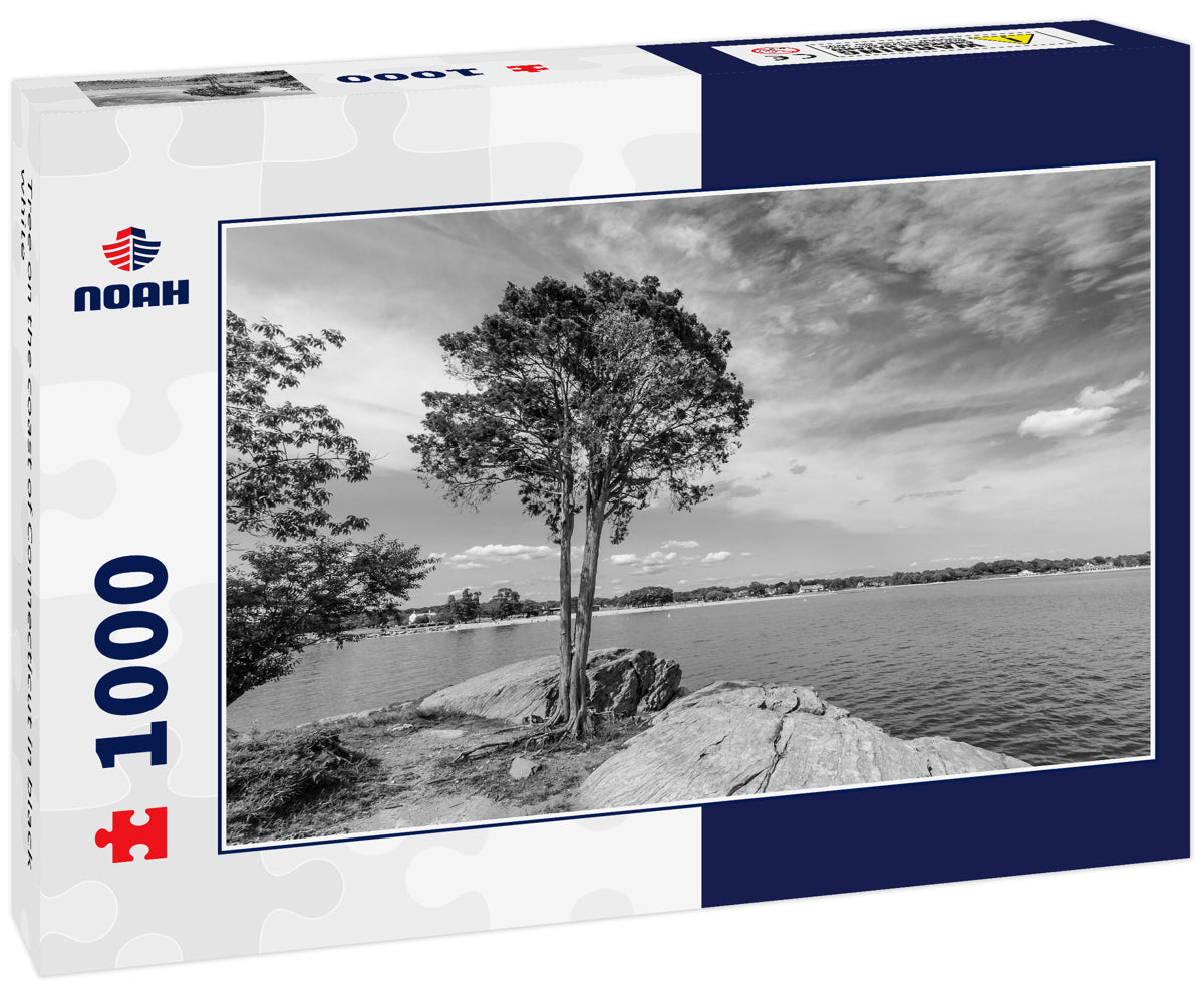 Tree on the coast of Connecticut in black white