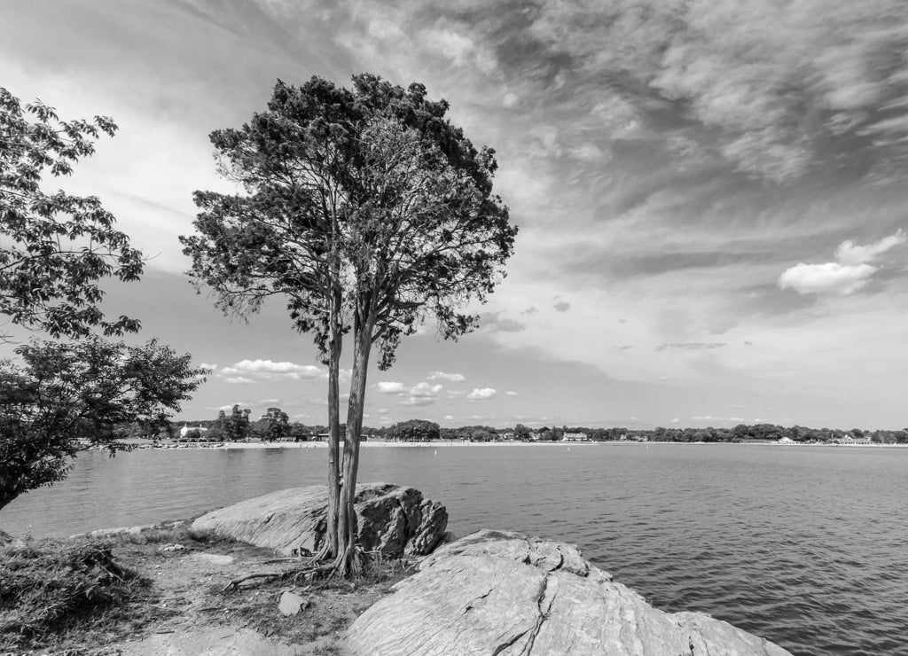 Tree on the coast of Connecticut in black white