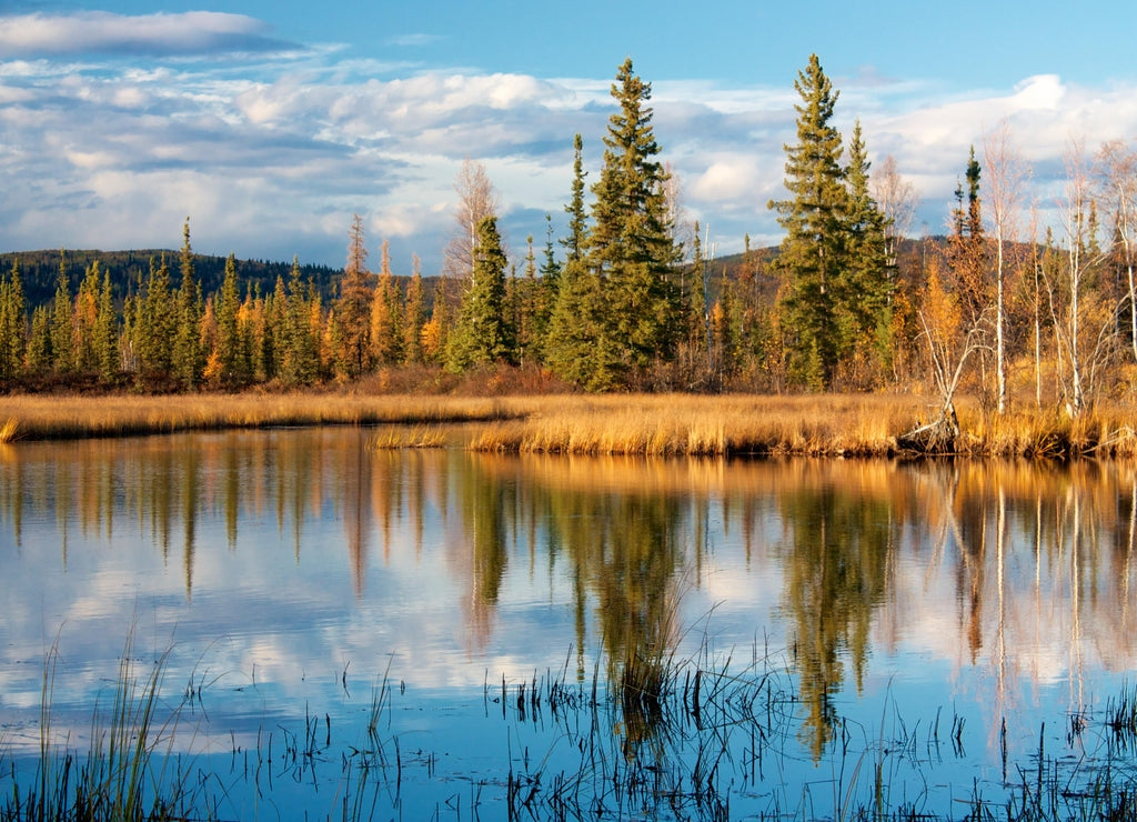 Lake near Fairbanks with dry yellow grass reflecting in water