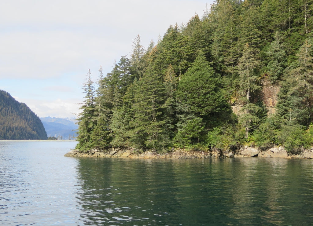 Trees on a boat cruise somewhere in the Kenai Fjords, Kenai Peninsula Borough, close to Seward, Alaska, USA