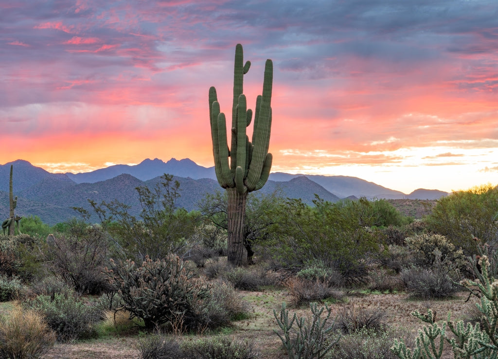 Photograph of sunrise in the Tonto National Forest with Four Peaks in the background