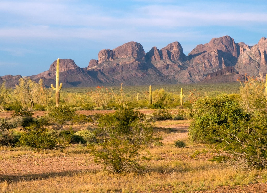 Desert landscape, Kofa National Wildlife Refuge, Arizona, USA