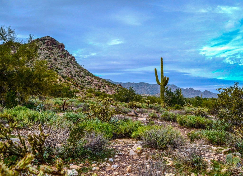 Arizona landscape with blue sky at White Tank Regional Park in Maricopa County