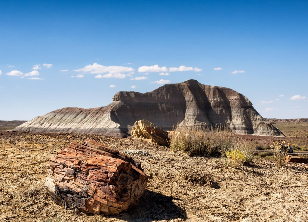 Petrified Forest near Holbrook, Arizona