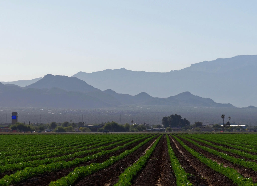 Farmland near Marana, Pima County, Arizona