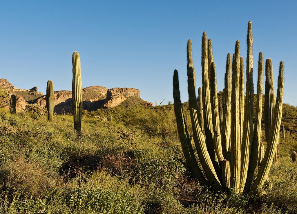 Organ Pipe Cactus National Monument, Arizona, USA