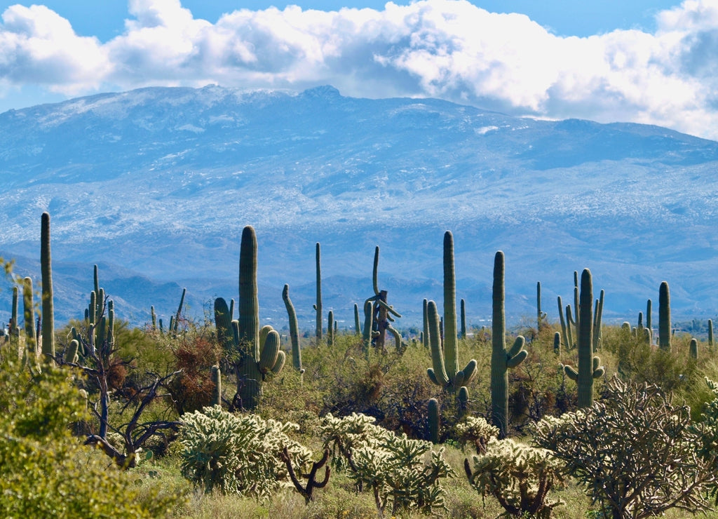 Saguaro National Park