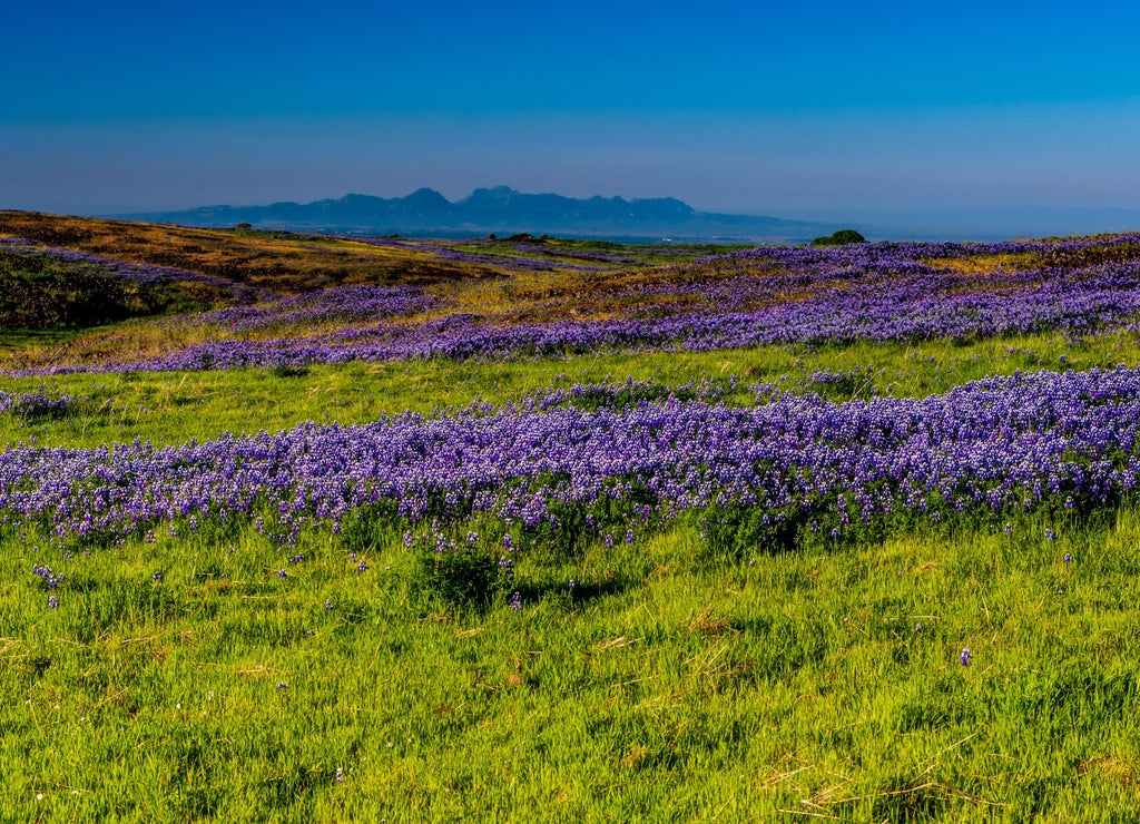 North Table mountain landscape with a predominance of lupinus, Oroville, California, USA