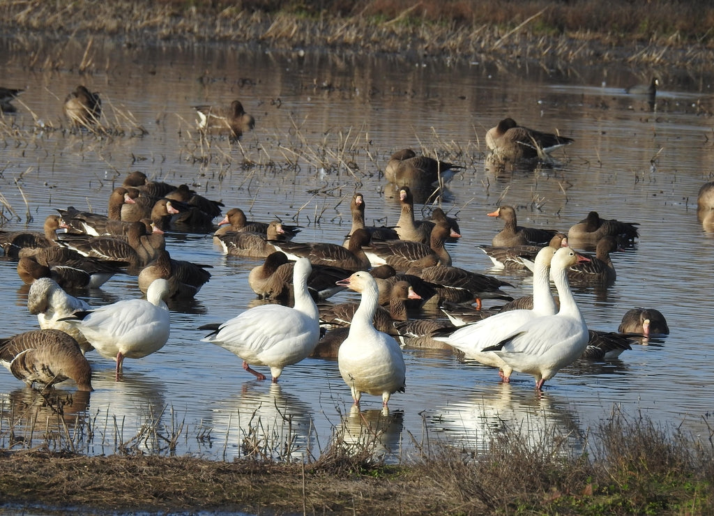 Snow geese and other waterfowl enjoying a beautiful day at the Colusa National Wildlife Refuge, in the Sacramento Valley, California