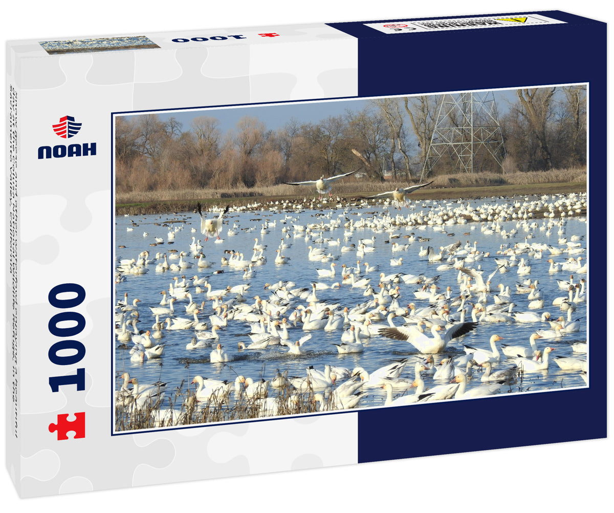 Snow geese and other waterfowl enjoying a beautiful day at the Colusa National Wildlife Refuge, in the Sacramento Valley, California