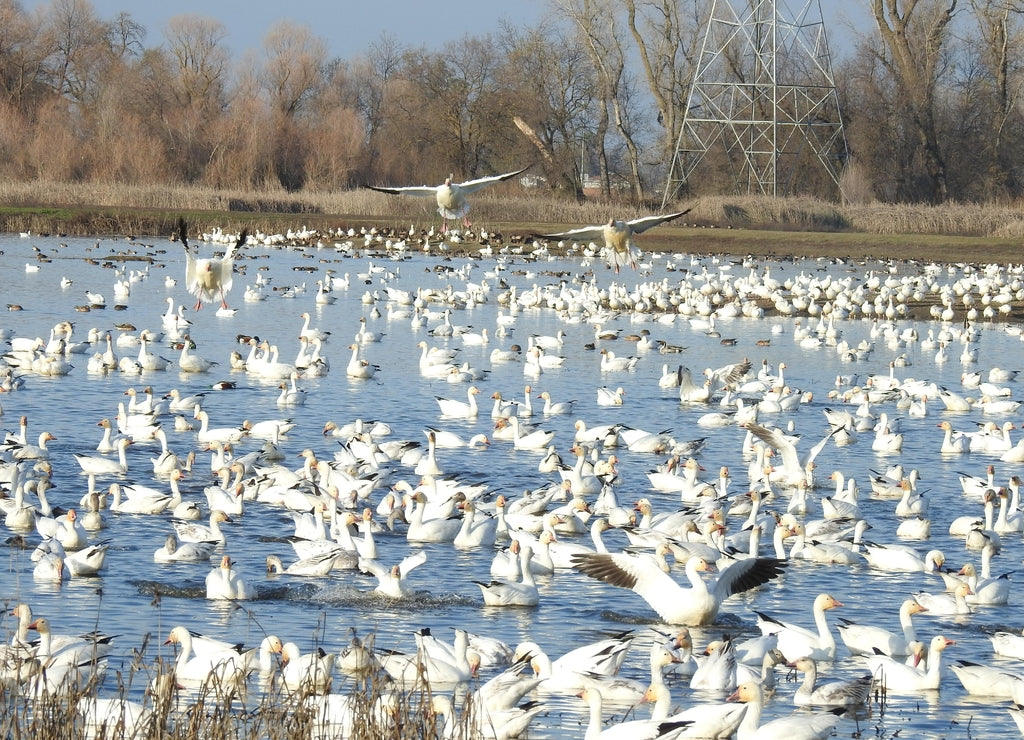 Snow geese and other waterfowl enjoying a beautiful day at the Colusa National Wildlife Refuge, in the Sacramento Valley, California