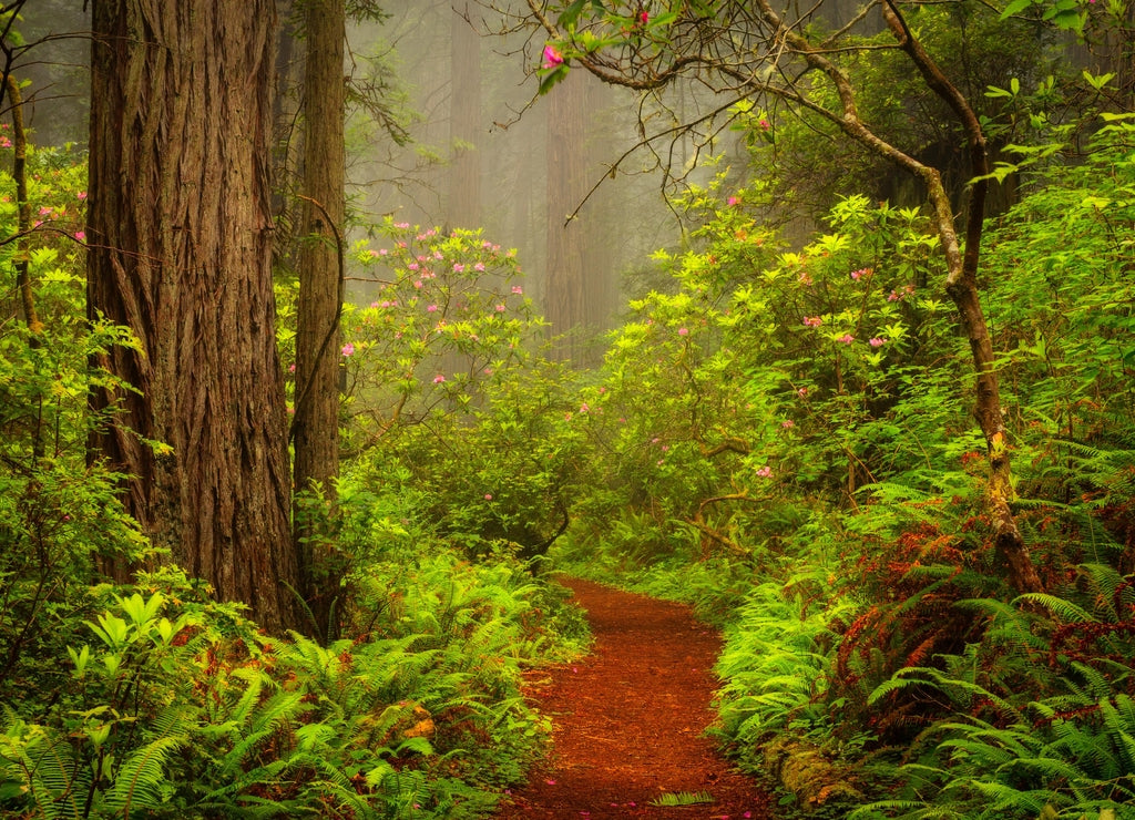Redwoods and rhododendrons along the Damnation Creek Trail in Del Norte Coast Redwoods State Park, California, USA