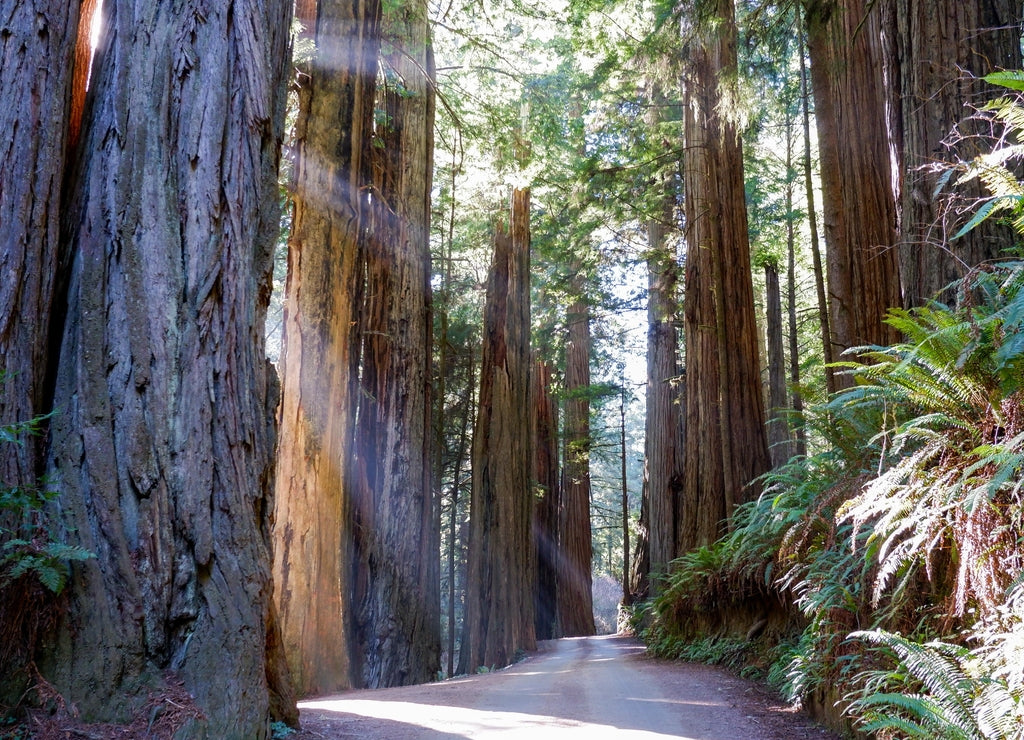 Sunbeams shine through the massive redwoods in February - Jedediah Smith Redwoods State Park, Redwood National Park in California
