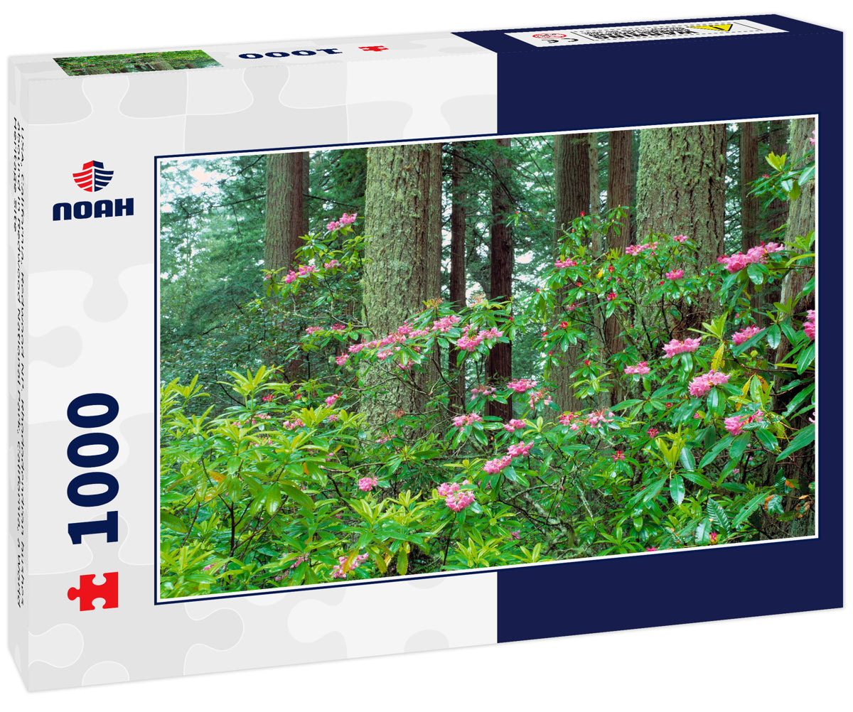 USA, California, Redwood NP. Rhododendron bushes abound in Redwood National Park, California, a World Heritage Site