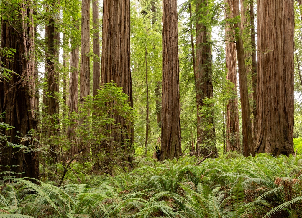 Redwood National Park in California
