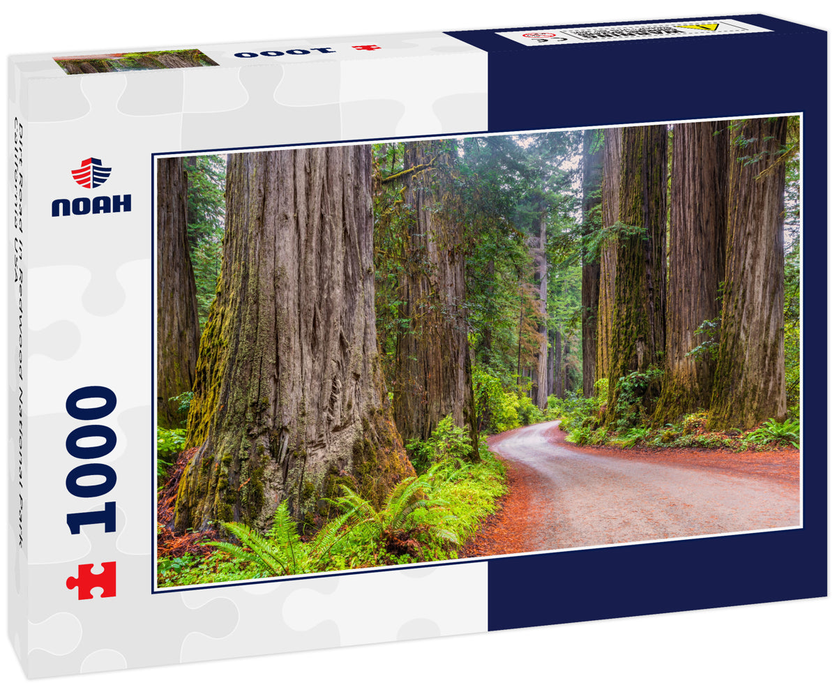 Dirt Road in Redwood National Park California USA