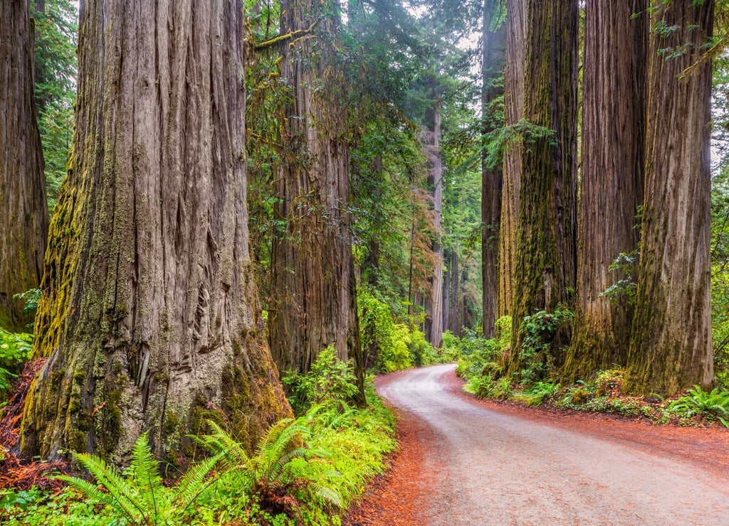 Dirt Road in Redwood National Park California USA