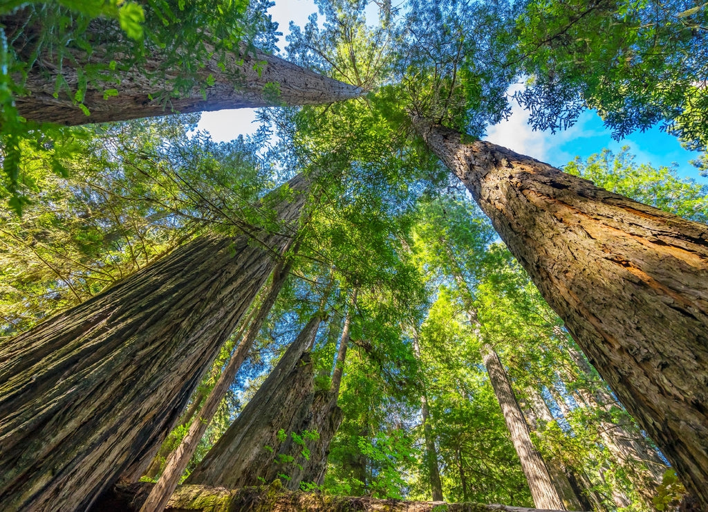 Tall Trees Towering Redwoods National Park Crescent City California
