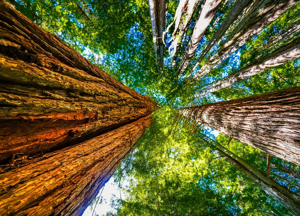 Tall Trees Towering Redwoods National Park Crescent City California