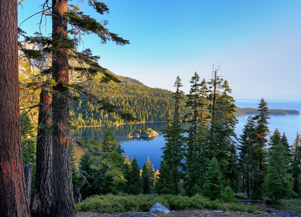 Pine forest surrounding Emerald Bay at Lake Tahoe, California