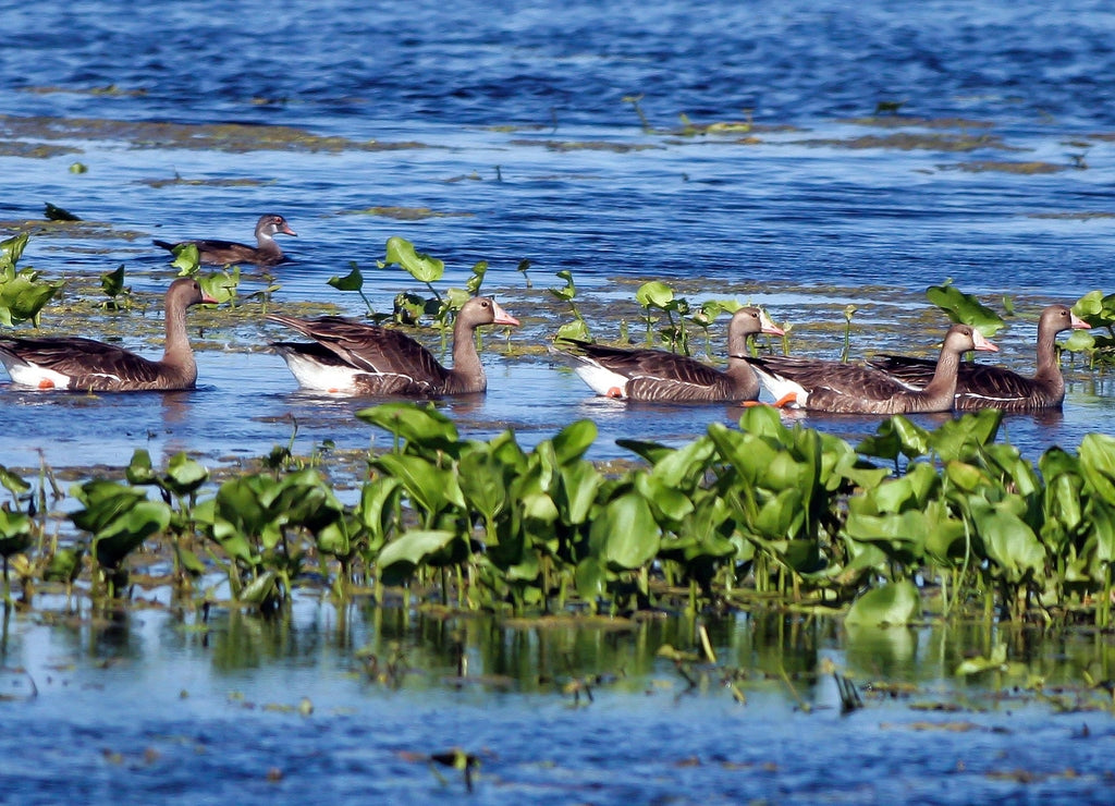 Five Greater White-fronted Geese in Sacramento National Wildlife Refuge in California