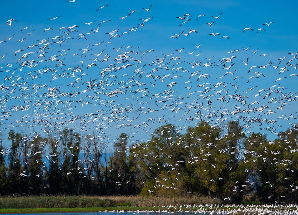 Snow Geese in Sacramento National Wildlife Refuge California
