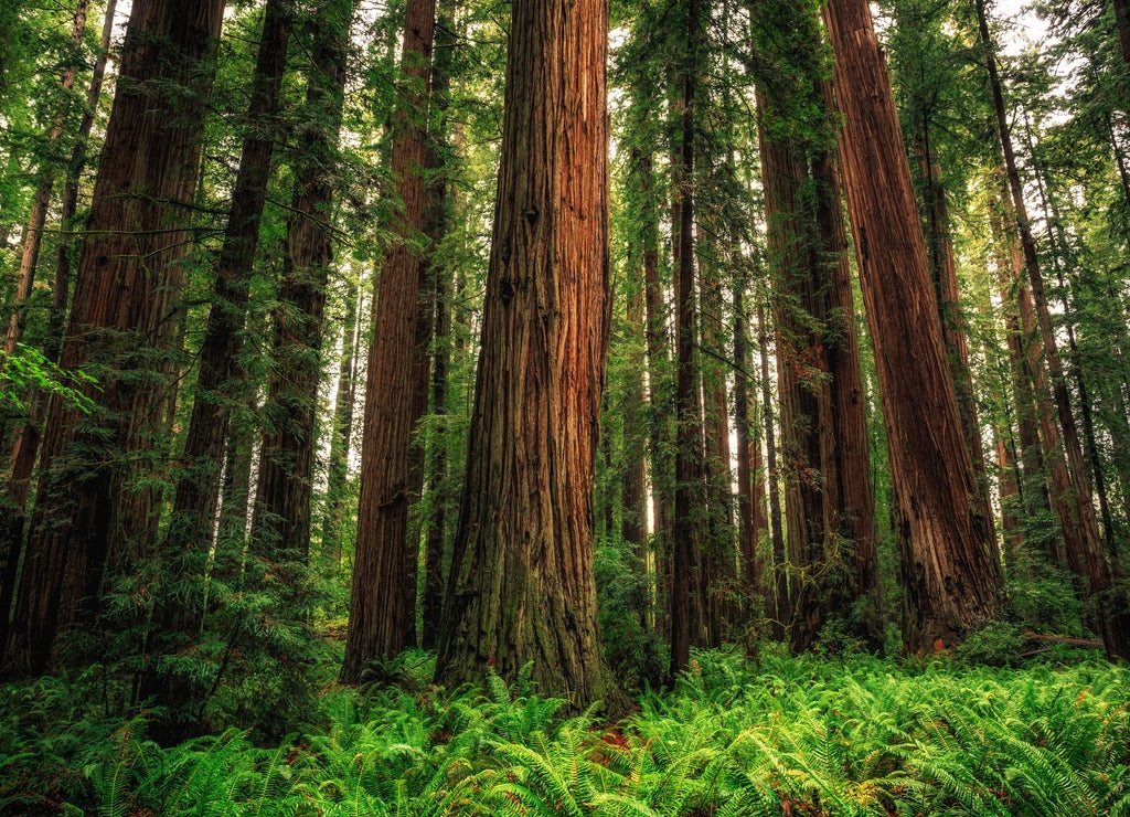 Views in the Redwood Forest, Redwoods National & State Parks California