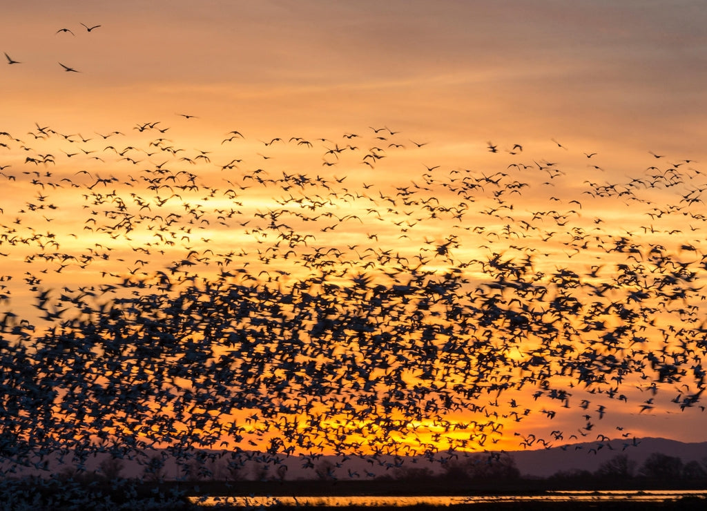 California. Geese and ducks lift off against the rising sun in Merced National Wildlife Refuge