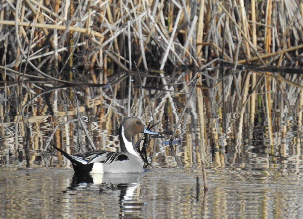 Northern pintail duck swimming in the San Luis National Wildlife Refuge, California