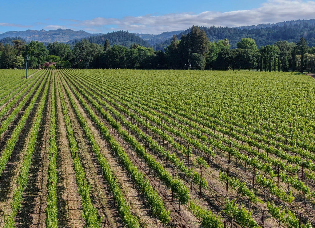Aerial view of wine vineyard in Napa Valley during summer season. Napa County, in California's Wine Country, part of the North Bay region of the San Francisco Bay Area. Vineyards landscape