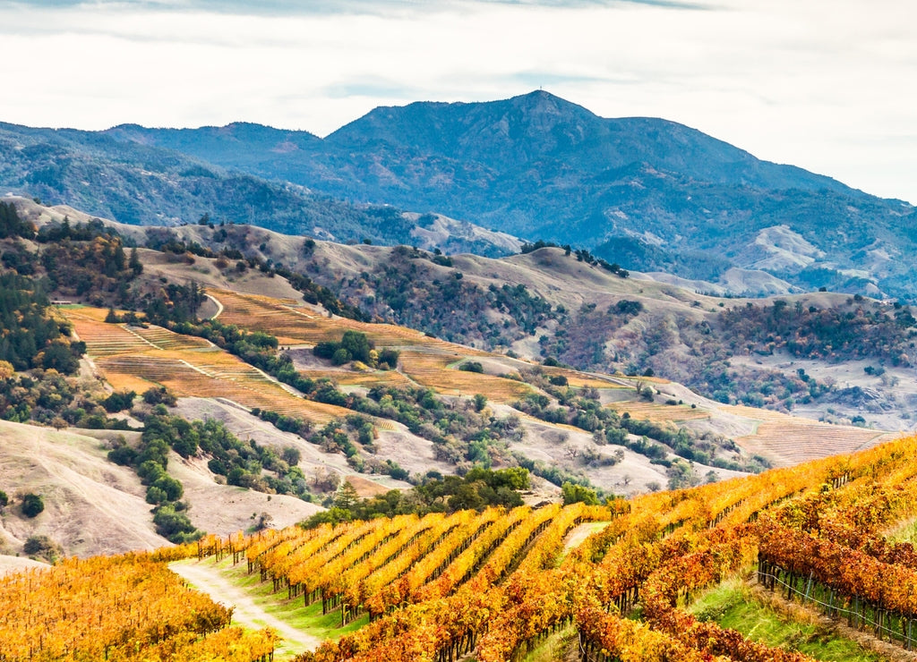 Alexander Valley Autumn - Amber vineyards paint the sides of the Alexander Valley, with Mount St. Helena in the background. Sonoma County, California, USA