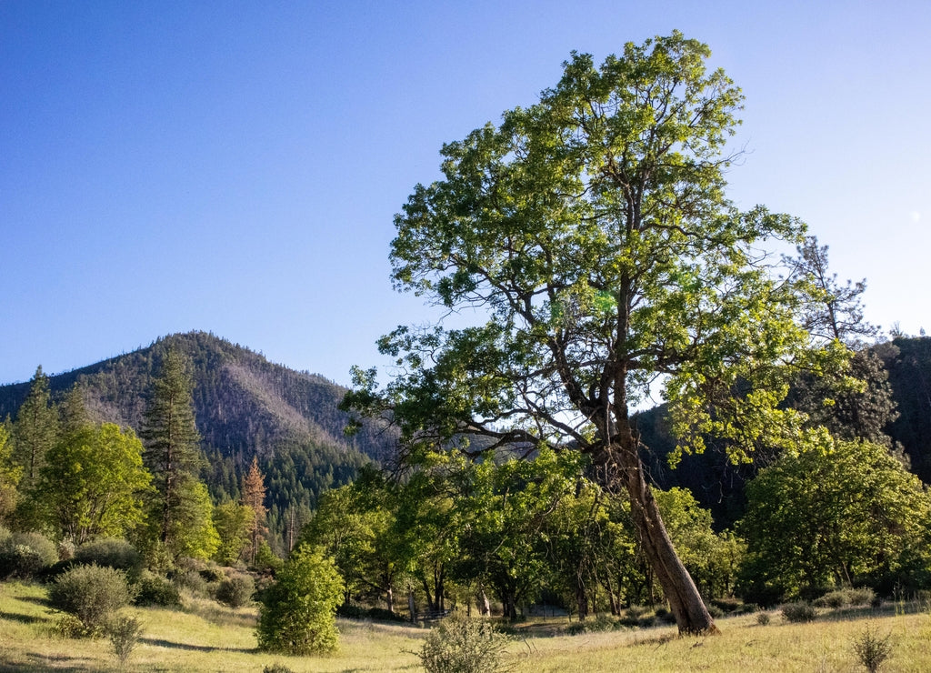 Oak Tree in Meadow in Front of Hayfork Bally Mountain Peak in Trinity County, California