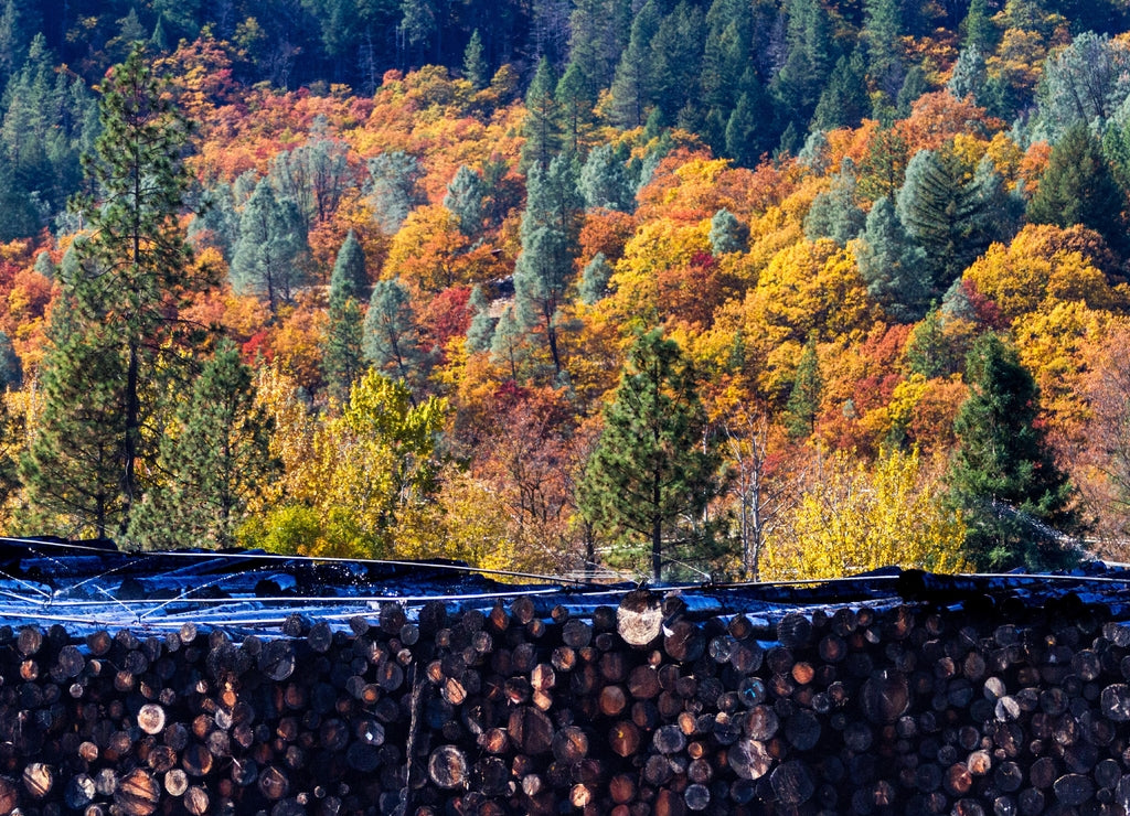 Before & After - Autumn forest provides a colorful backdrop to a lumber mill log pile. Weaverville, California, USA